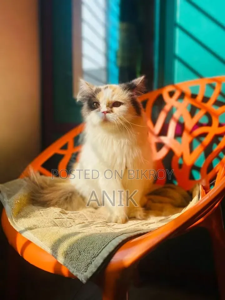 6-12 Months Female Purebred Persian Cat