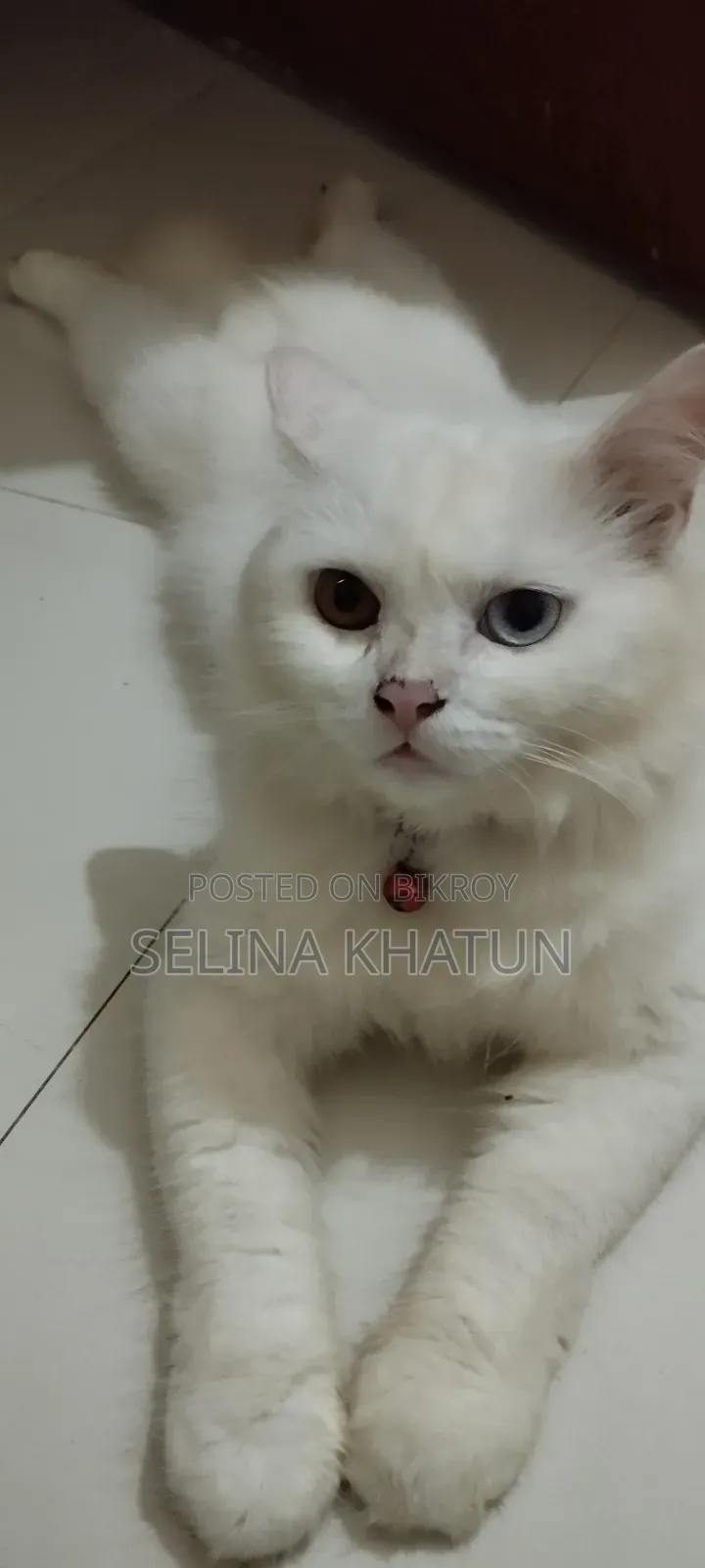 1+ year Female Purebred Persian