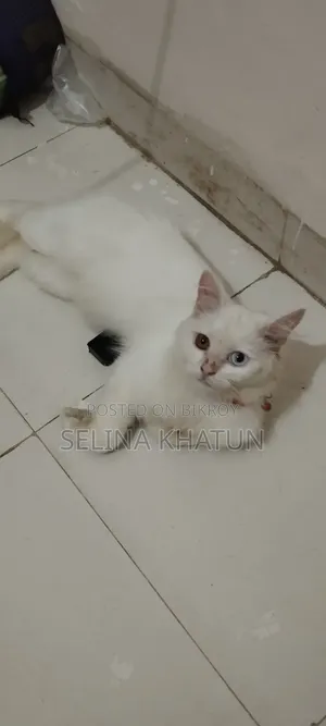 1+ year Female Purebred Persian