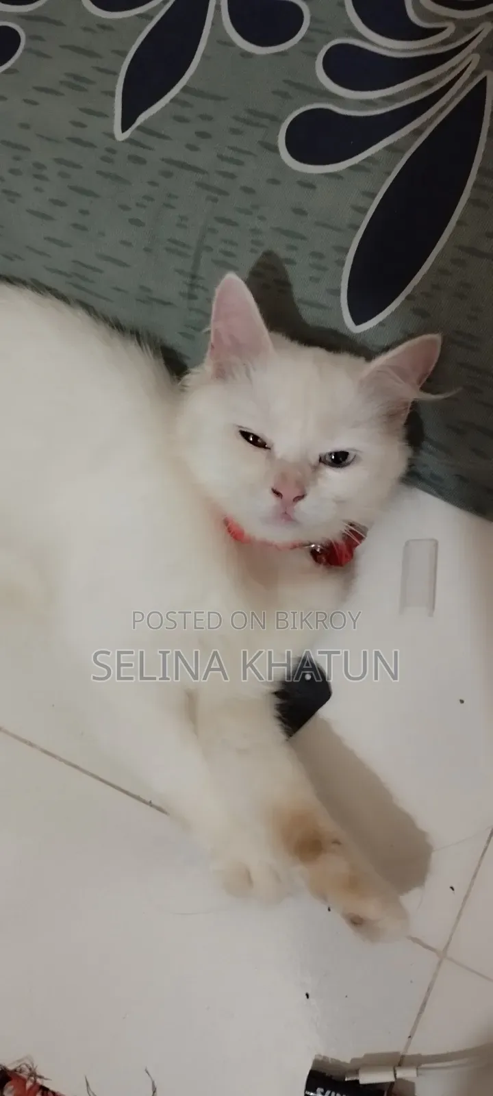 1+ year Female Purebred Persian