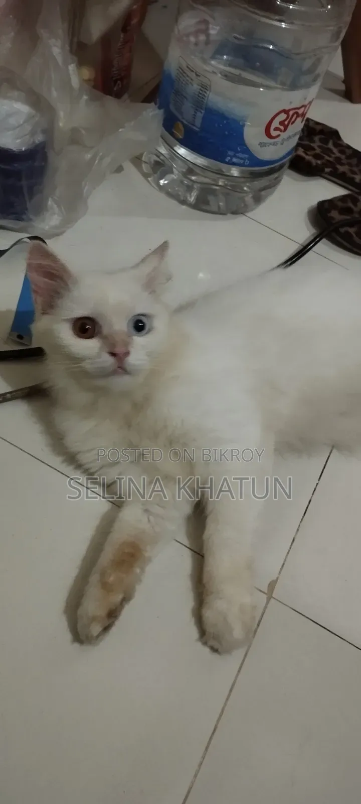 1+ year Female Purebred Persian