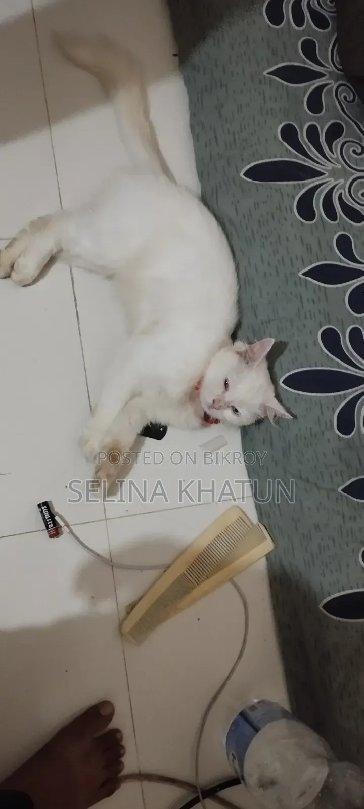 1+ year Female Purebred Persian