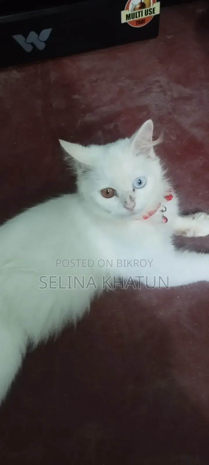 1+ year Female Purebred Persian