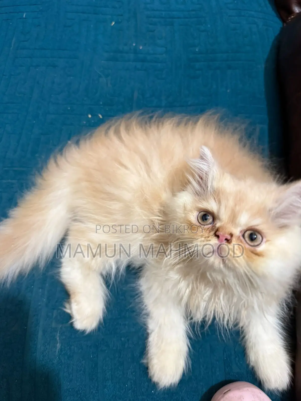1-3 months Male Purebred Persian