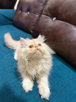 1-3 months Male Purebred Persian