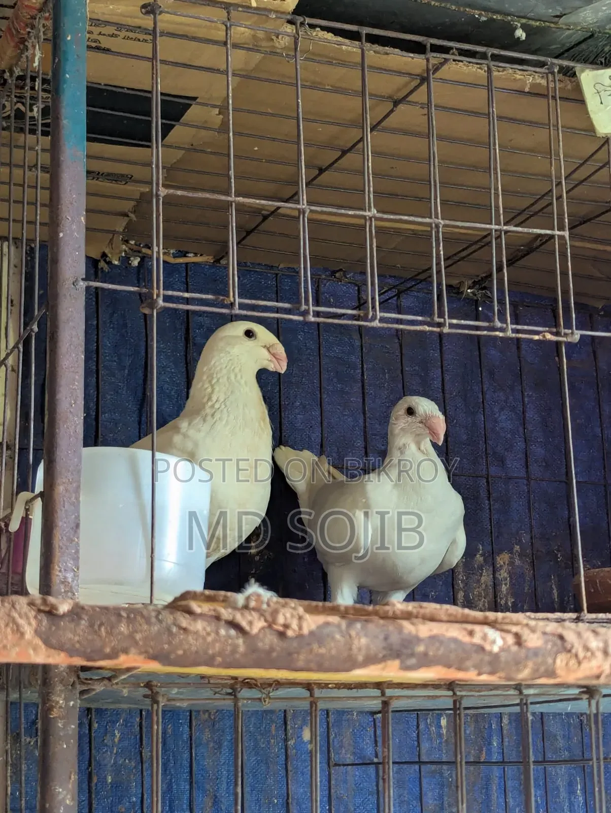 Two pairs of Beauty Huma pigeons for sale. 1 pair -