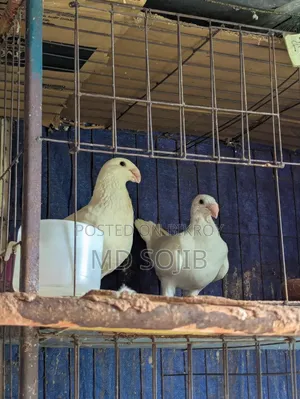Two pairs of Beauty Huma pigeons for sale. 1 pair -