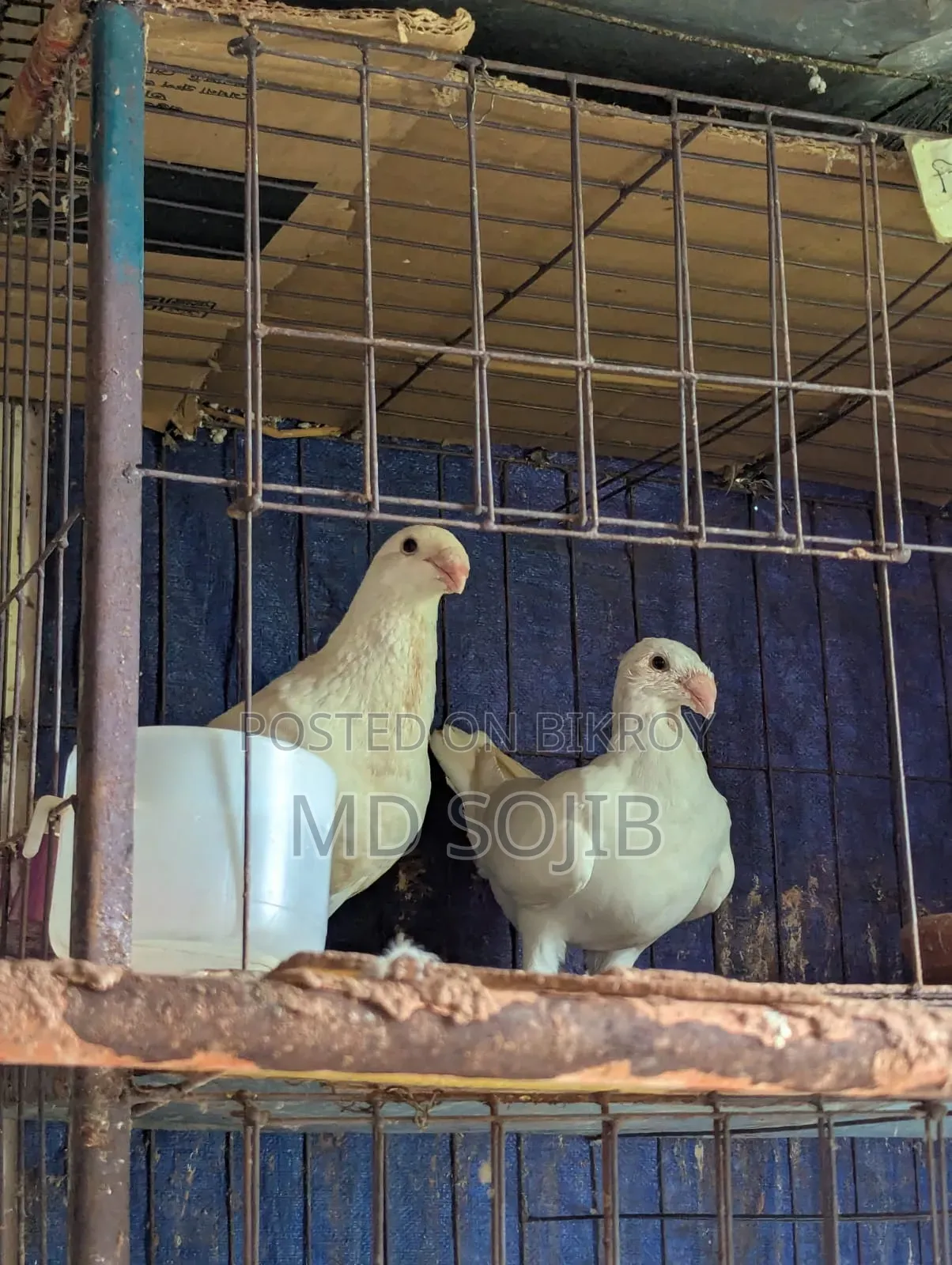 Two pairs of Beauty Huma pigeons for sale. 1 pair -