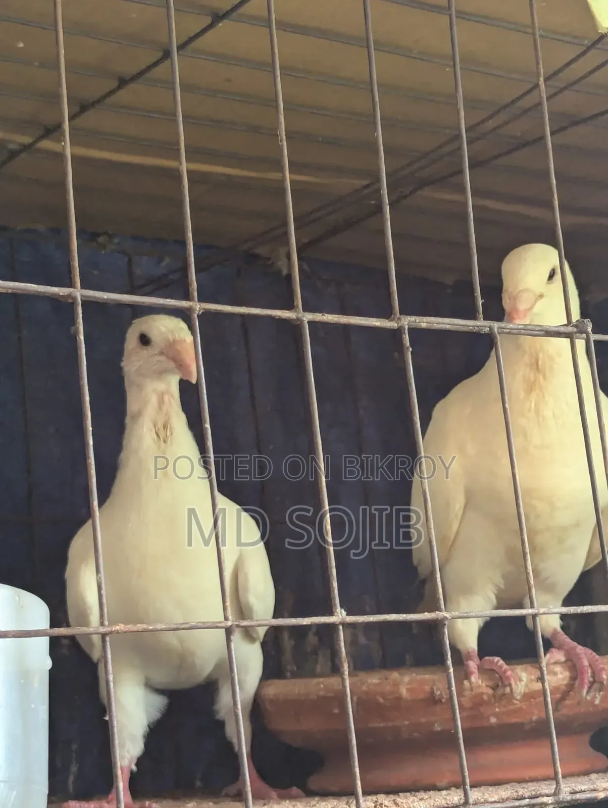 Two pairs of Beauty Huma pigeons for sale. 1 pair -