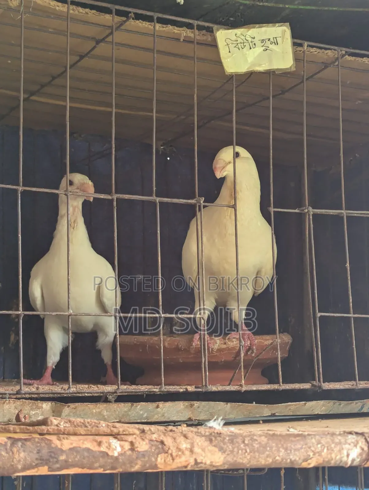 Two pairs of Beauty Huma pigeons for sale. 1 pair -