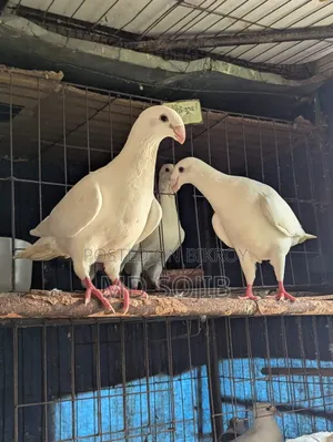 Two pairs of Beauty Huma pigeons for sale. 1 pair -