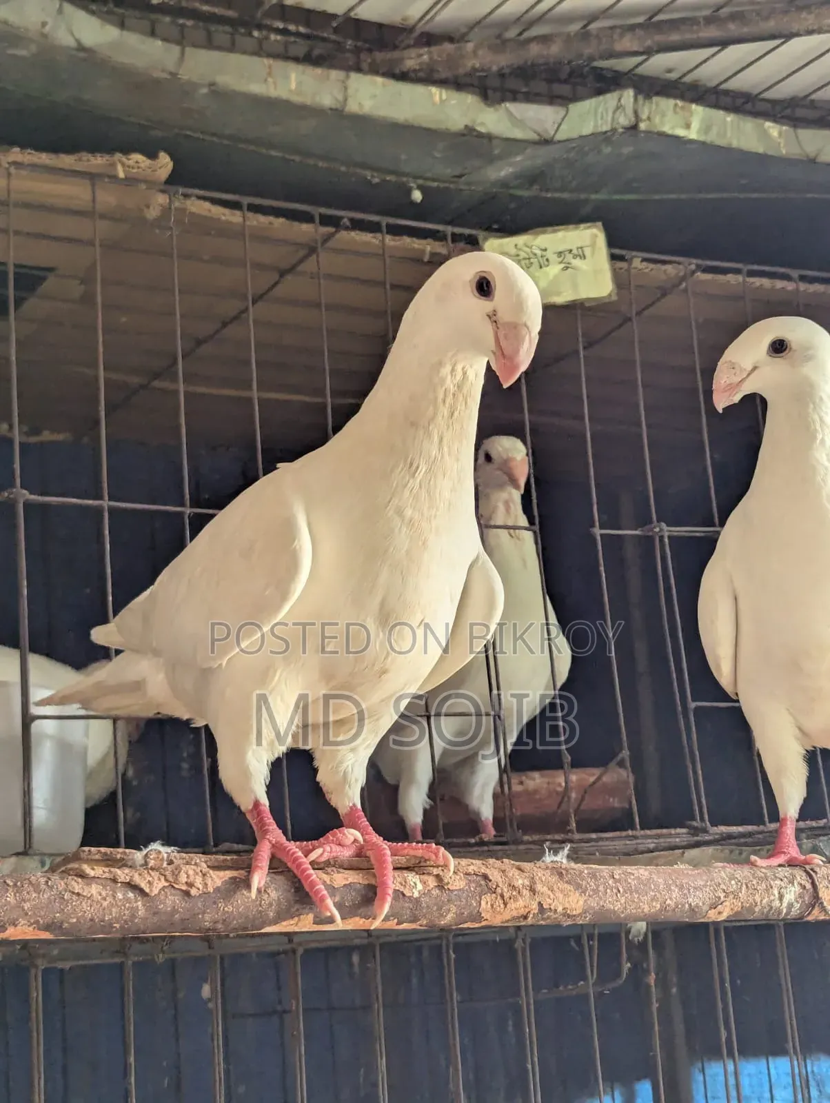 Two pairs of Beauty Huma pigeons for sale. 1 pair -