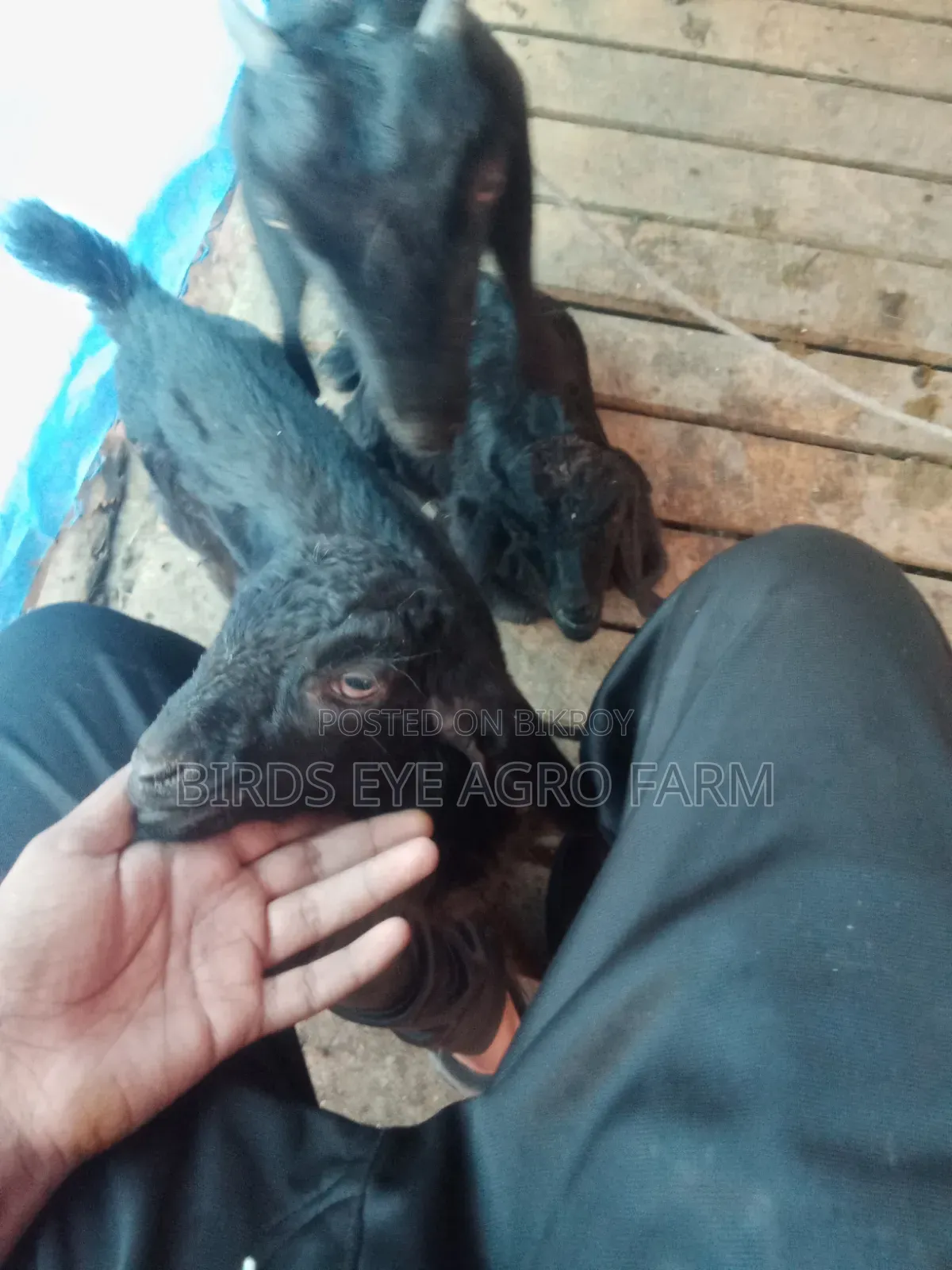 Goat for Sale
