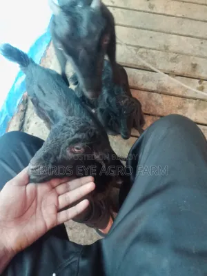 Goat for Sale