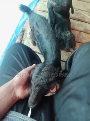 Goat for Sale