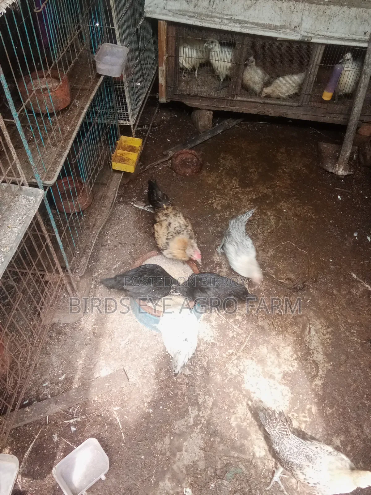 Desi Chicken Chicks for Sale at Low Price