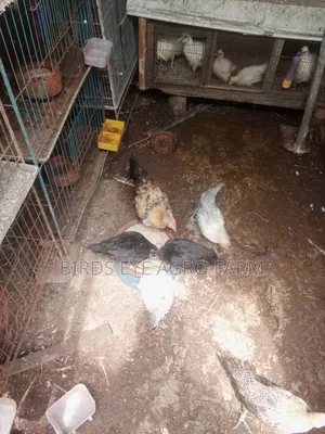 Desi Chicken Chicks for Sale at Low Price