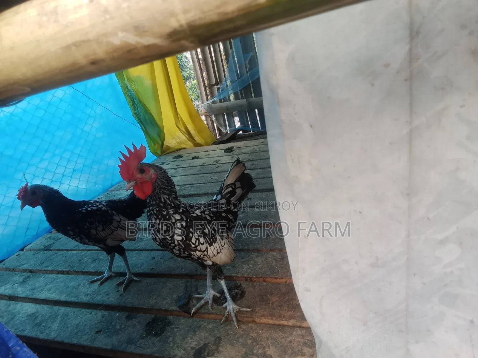 Desi Chicken Chicks for Sale at Low Price