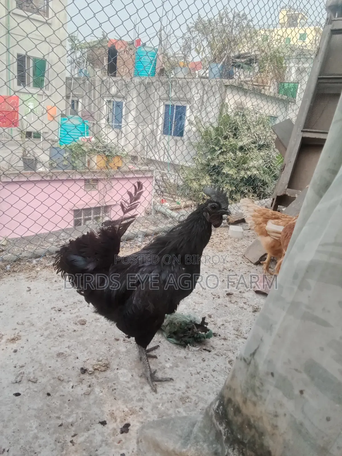 Desi Chicken Chicks for Sale at Low Price