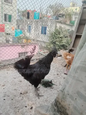 Desi Chicken Chicks for Sale at Low Price