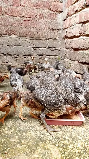 23-Day-Old Fayoumi and Deshi Chicks for Sale