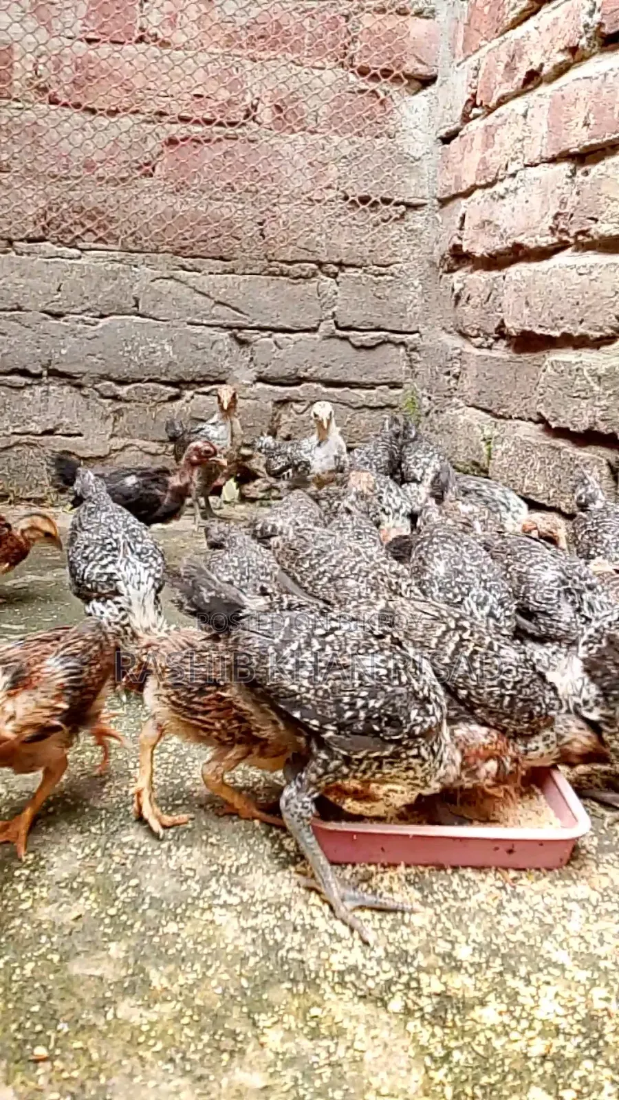 23-Day-Old Fayoumi and Deshi Chicks for Sale