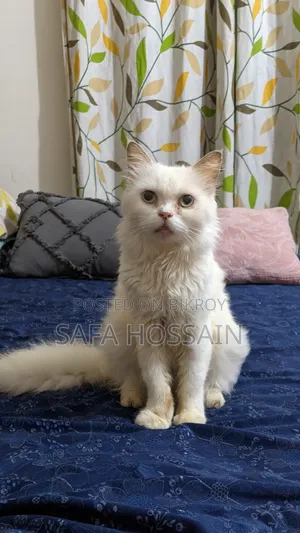 1+ year Female Purebred Persian