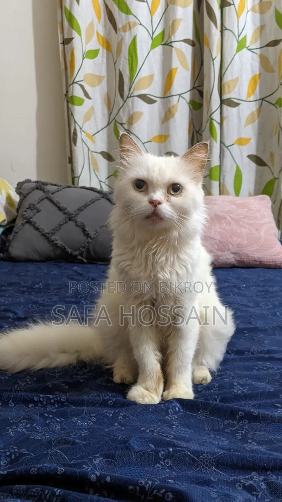 1+ year Female Purebred Persian