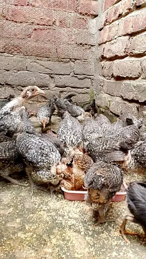 23-Day-Old Fayoumi and Deshi Chicks for Sale
