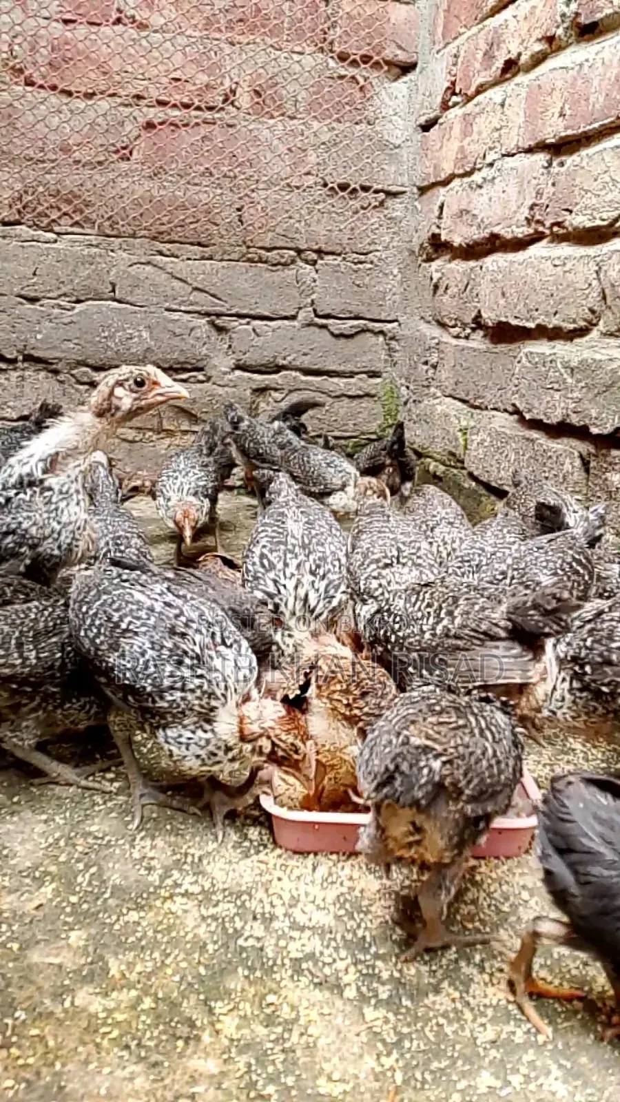 23-Day-Old Fayoumi and Deshi Chicks for Sale