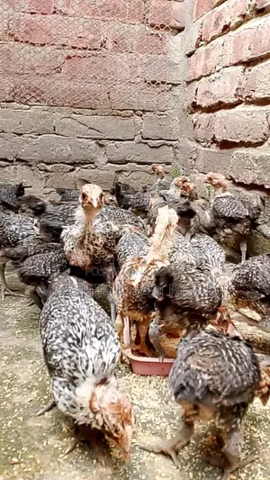 23-Day-Old Fayoumi and Deshi Chicks for Sale