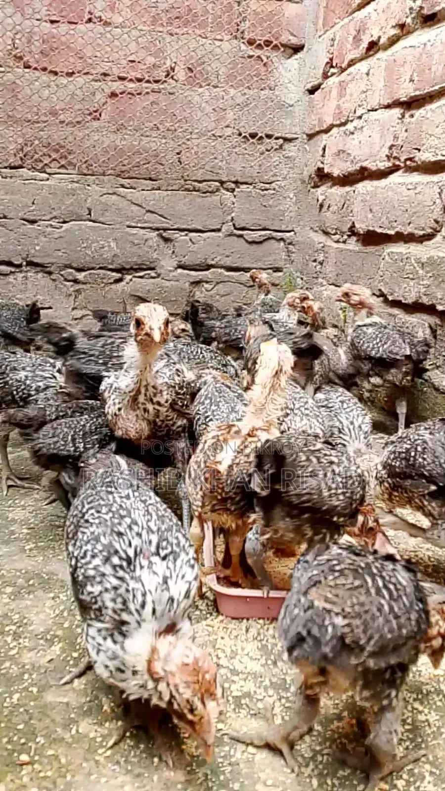 23-Day-Old Fayoumi and Deshi Chicks for Sale