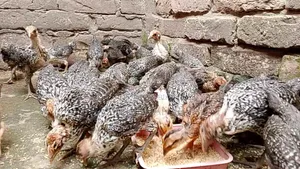 23-Day-Old Fayoumi and Deshi Chicks for Sale