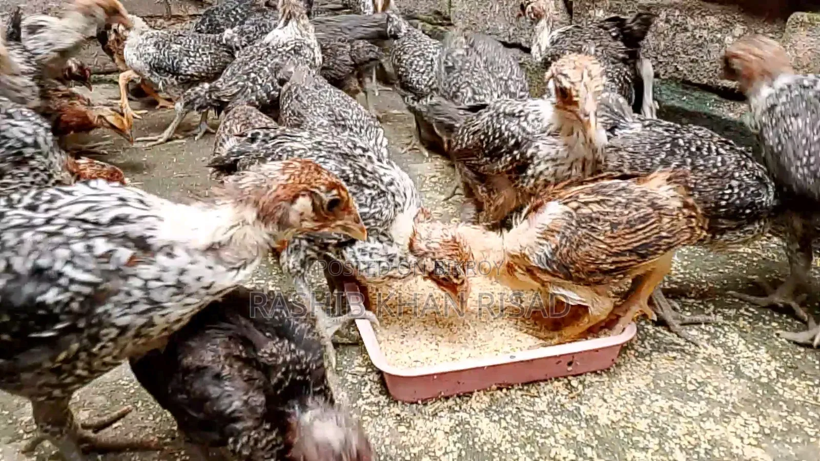 23-Day-Old Fayoumi and Deshi Chicks for Sale