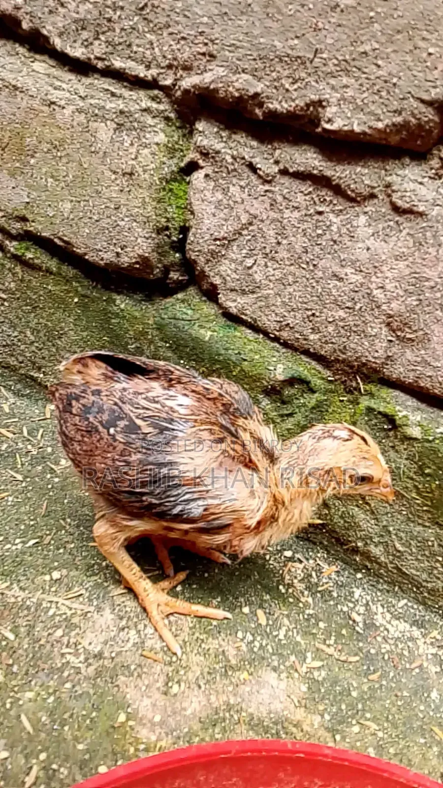 23-Day-Old Fayoumi and Deshi Chicks for Sale