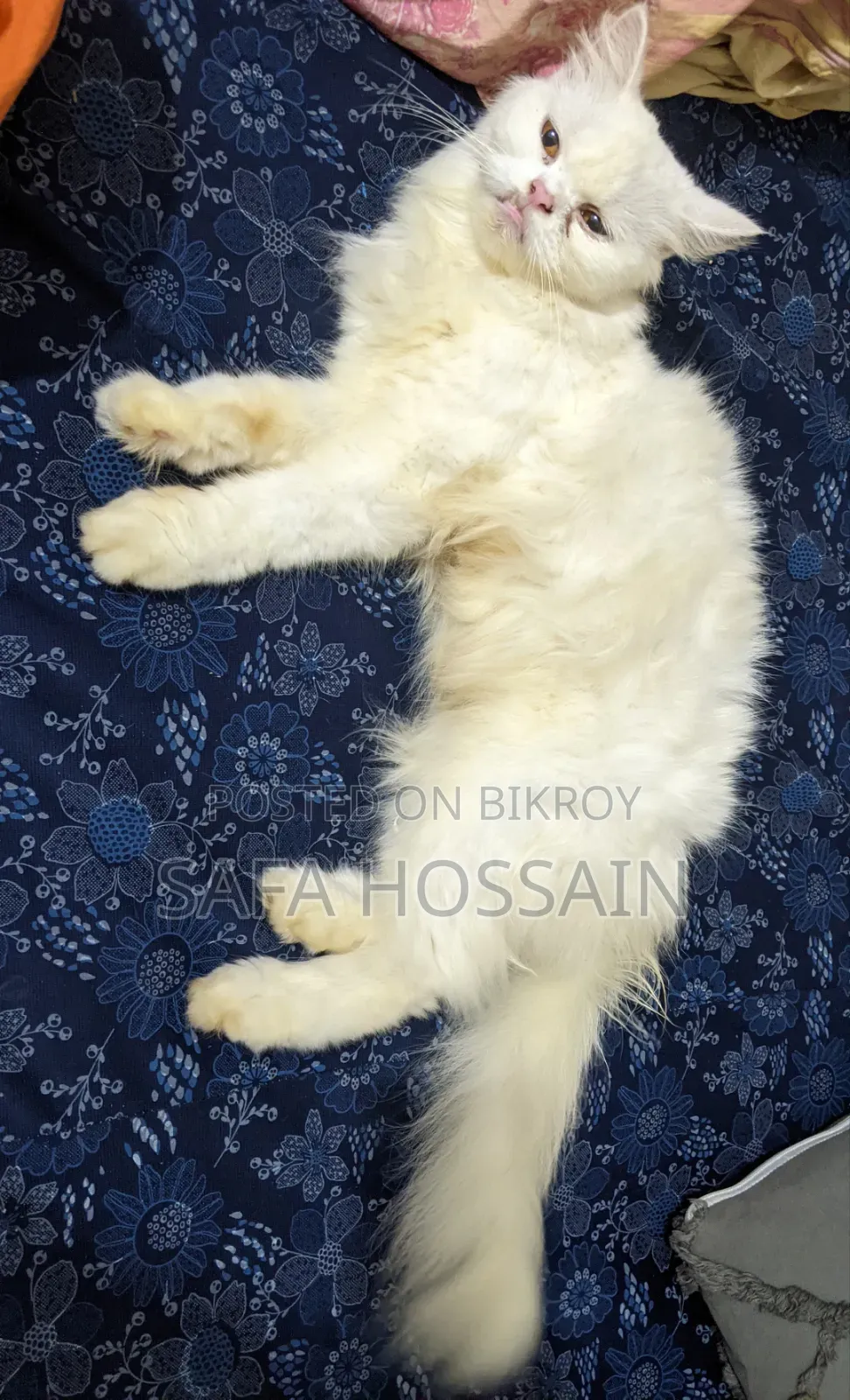 1+ year Female Purebred Persian