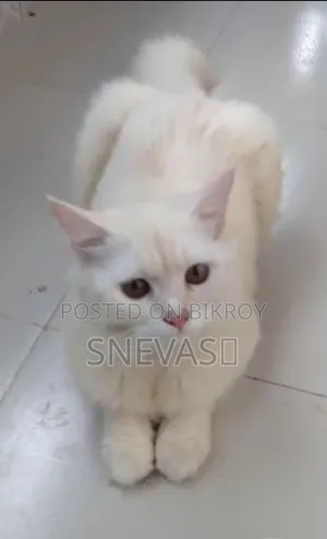 6-12 months Male Purebred Persian