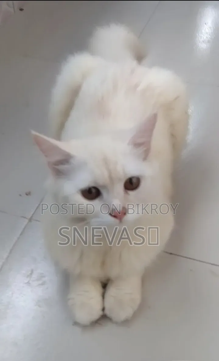 6-12 months Male Purebred Persian