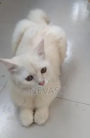 6-12 months Male Purebred Persian