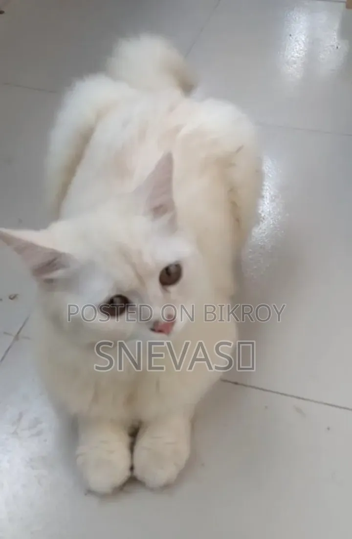 6-12 months Male Purebred Persian