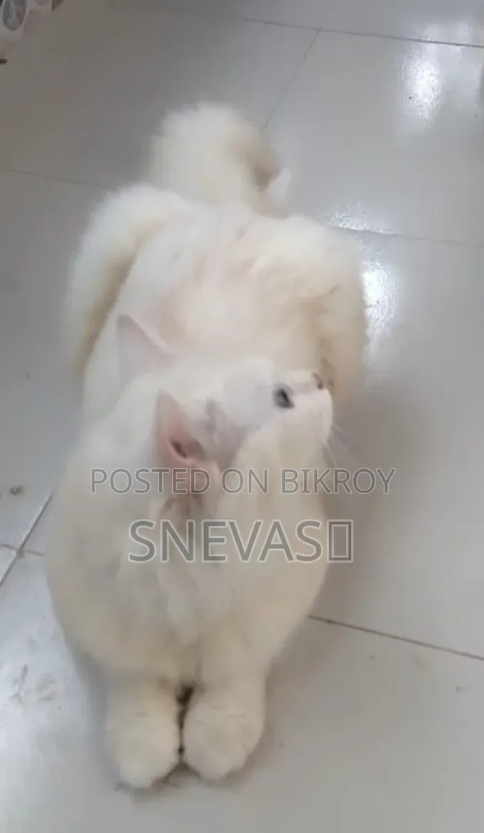 6-12 months Male Purebred Persian