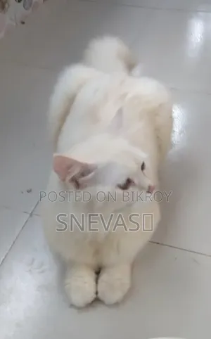 6-12 months Male Purebred Persian