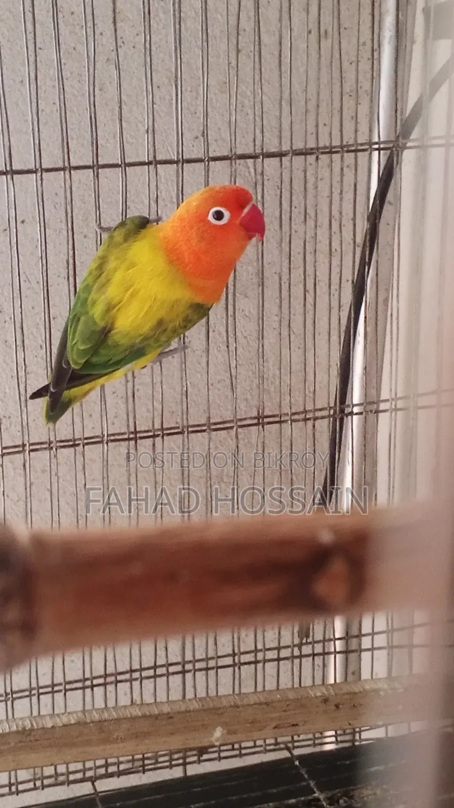 Female Green Euwing Opaline