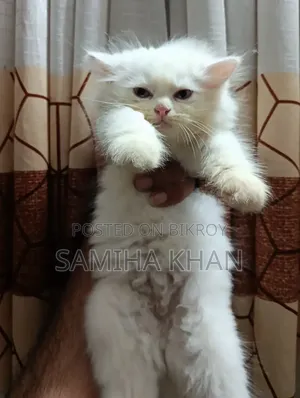 1-3 months Female Purebred Persian