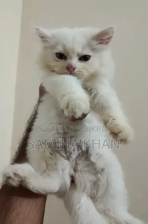 1-3 months Female Purebred Persian