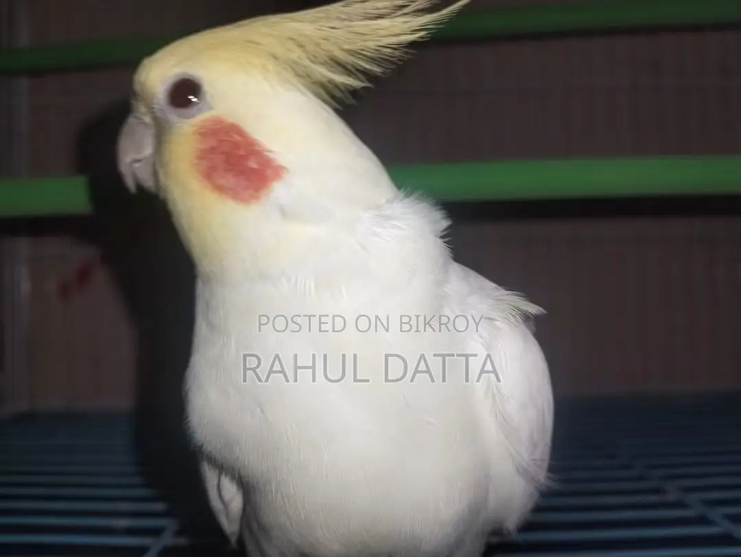 Cockatiel Bird