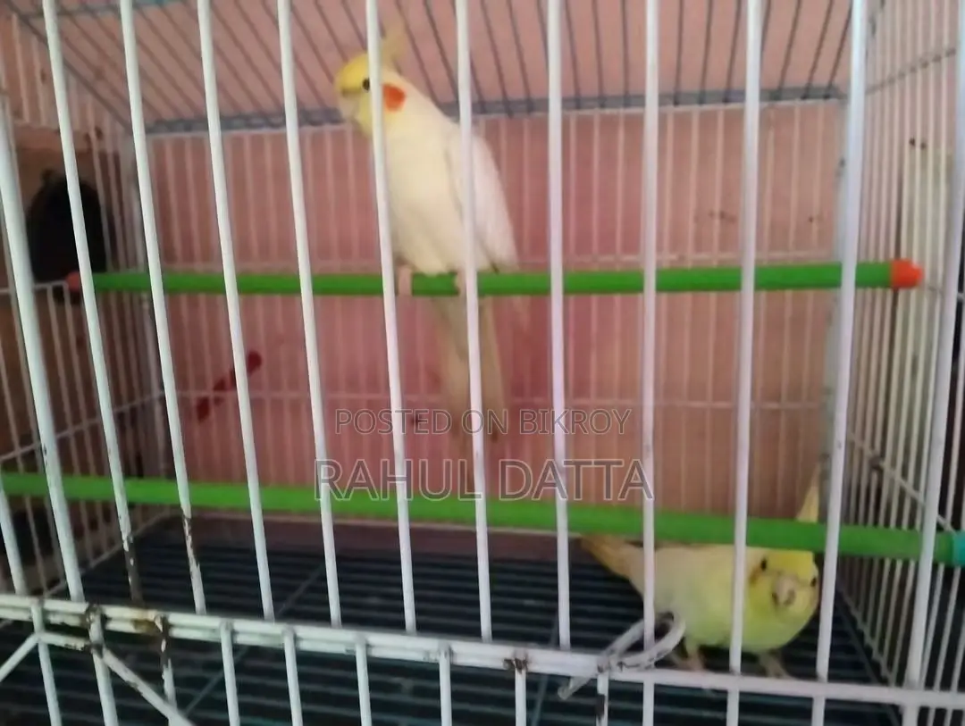 Cockatiel Bird