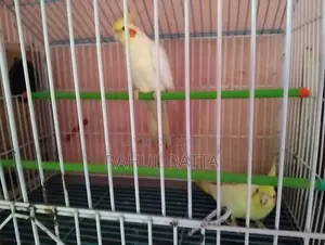 Cockatiel Bird