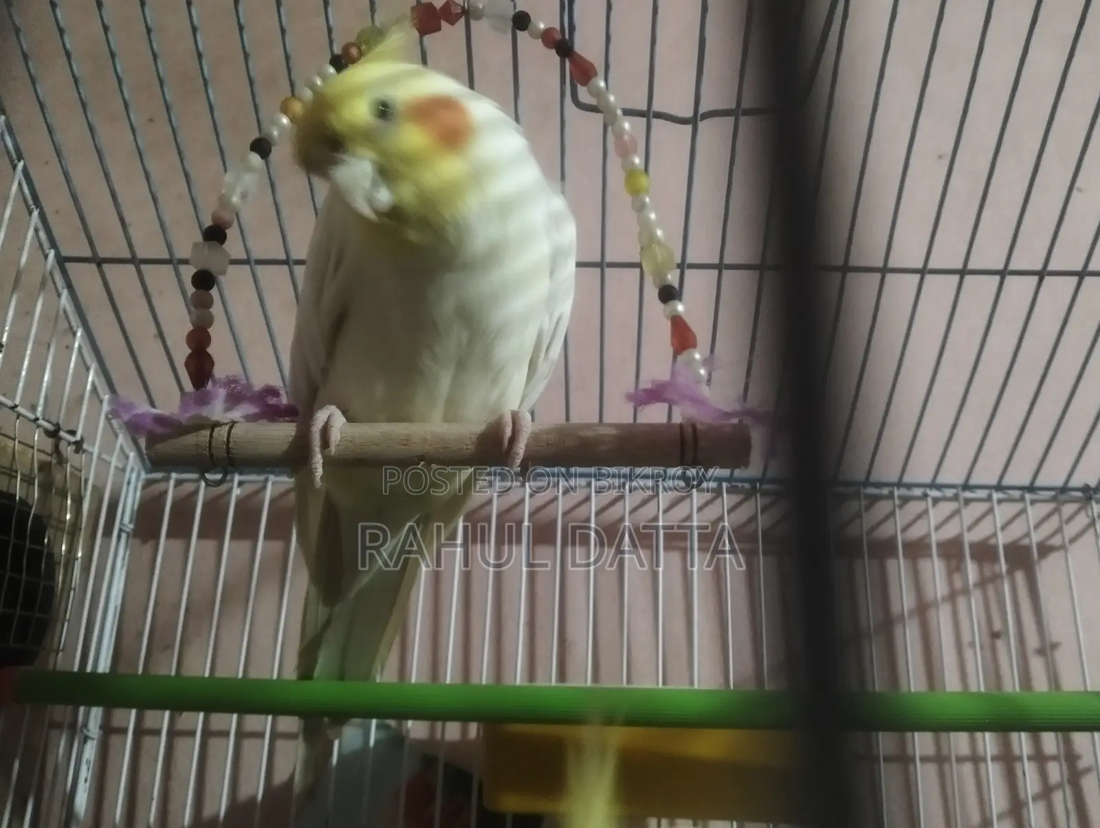 Cockatiel Bird