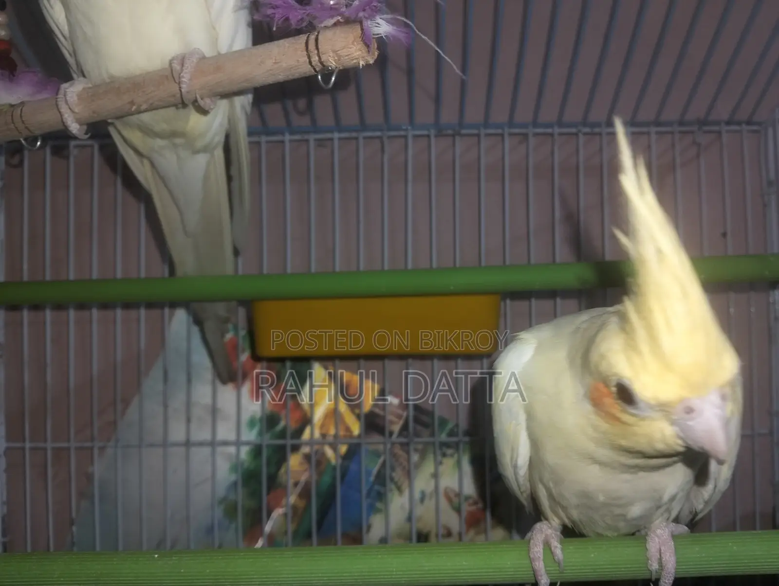 Cockatiel Bird